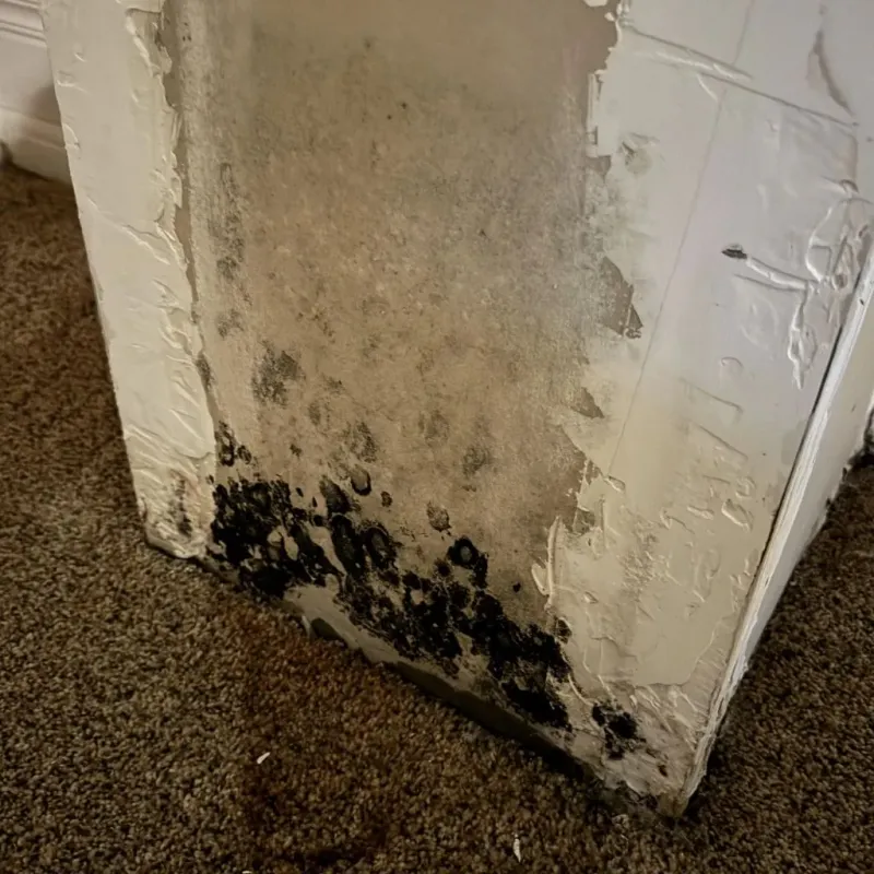 Professional Mold Removal in Powell County, MT